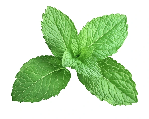 Menta